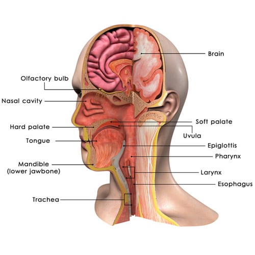Beverly-Hills-Ear-Nose-Throat-Doctor