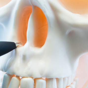 Beverly-Hills-nose-surgeon-pointing-at-the-bones-in-the-nose-of-a-skeleton Beverly-Hills-nose-surgeon-pointing-at-the-bones-in-the-nose-of-a-skeleton