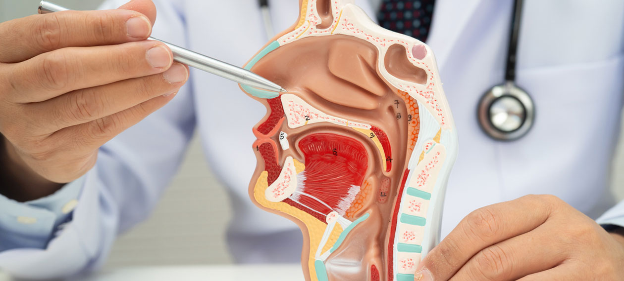 doctor-pointing-to-a-cross-section-model-of-the-nasal-passages